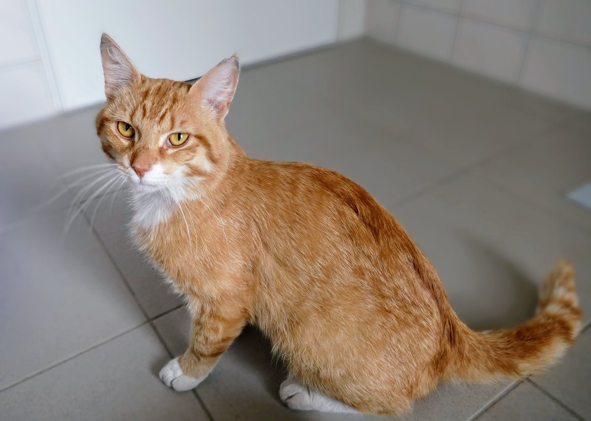 Fundkater aus Dannenwalde. Vermisst mich niemand?

#fundtiere