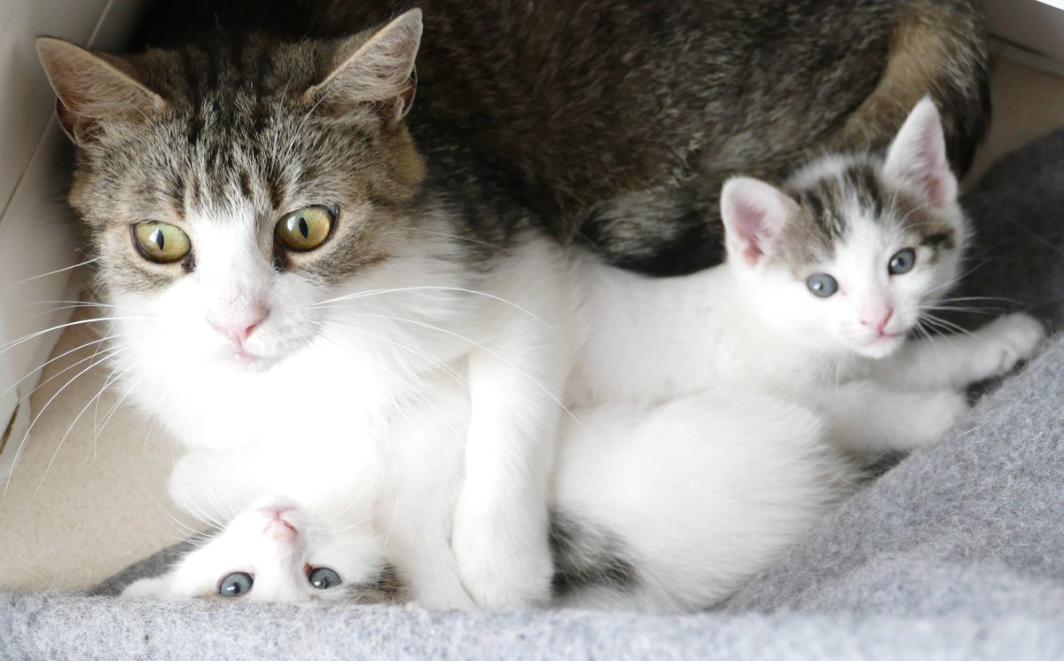 Ursula und ihre Kitten, noch sind sie zu klein, auszuziehen, aber bald suchen sie ein schönes Zuhause. 

#AdoptDontBuy #Katzen