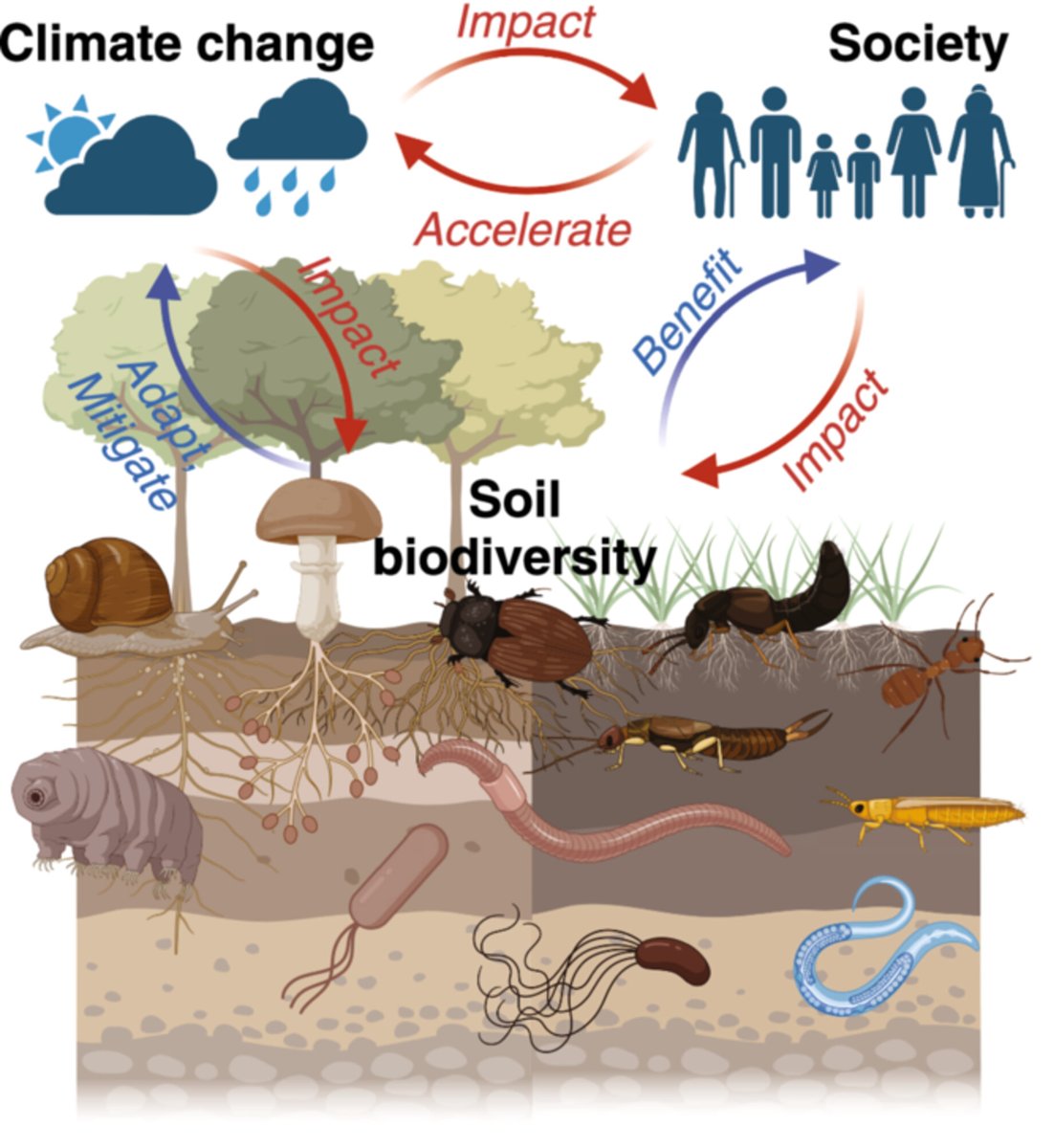 Rémy Beugnon (@beugnonremy) on Twitter photo 🛑New paper out🛑
Led by <a href="/EisenhauerLab/">Eisenhauer Lab</a> et al., our new perspective on the nexus between biodiversity change, climate change, and human well-being in soils!
onlinelibrary.wiley.com/doi/10.1002/sa…
<a href="/idiv/">iDiv Biodiversity Research</a> <a href="/meteoleipzig/">Leipziger Institut für Meteorologie (LIM)</a> @Rsc4Earth 🛑New paper out🛑
Led by <a href="/EisenhauerLab/">Eisenhauer Lab</a> et al., our new perspective on the nexus between biodiversity change, climate change, and human well-being in soils!
onlinelibrary.wiley.com/doi/10.1002/sa…
<a href="/idiv/">iDiv Biodiversity Research</a> <a href="/meteoleipzig/">Leipziger Institut für Meteorologie (LIM)</a> @Rsc4Earth