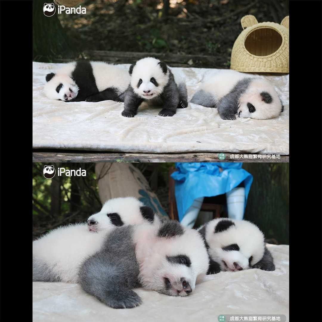 Panda_by_Grey's tweet photo. 오늘 6월 11일은 쌍둥이 자매 ChengFeng(成风)과 ChengLang(成浪)의 생일입니다. 그들과 늘 함께하는 사랑스러운 자매 JiXiao(绩笑)도 함께 그렸습니다. JiXiao의 생일은 6월 5일이었는데, 모두 같은 나이이고 올해 5살이 되었어요! 🐼🥳💖
#jixiao #chengfeng #chenglang #绩笑 #成风 #成浪 https://t.co/yNKqm93qxM