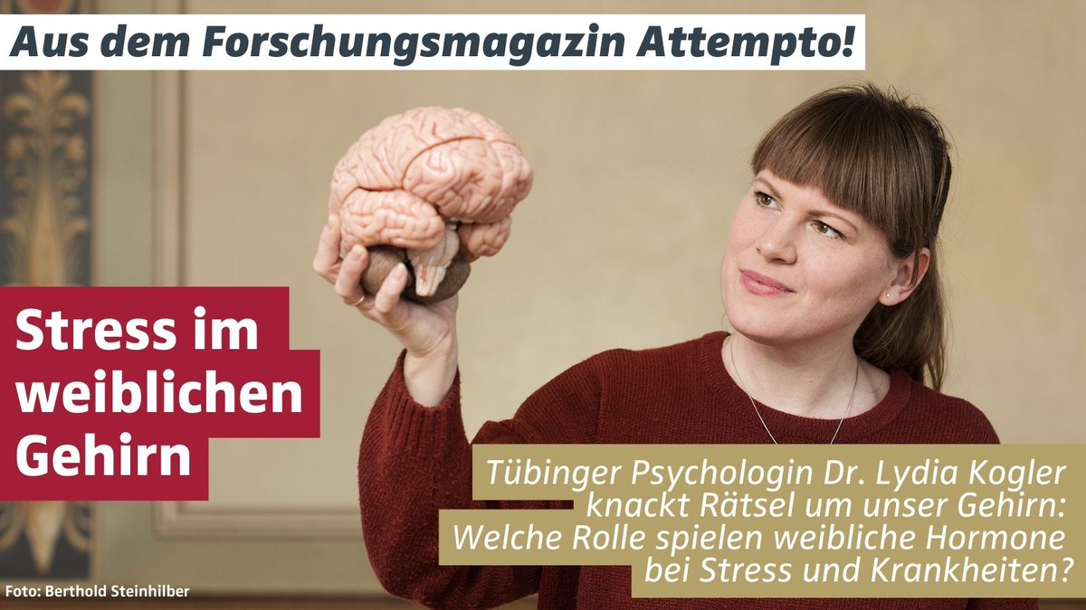uni_tue's tweet photo. #Attempto!-Artikel: Geschlechtshormone bewirken im Gehirn, dass Frauen anders auf Stress und Krankheiten reagieren als Männer. Eine #Forschungsgruppe untersucht die Grundlagen und Folgen für Diagnose & Therapien: https://t.co/vLBJMe8pkT @LydiaKogler @DerntlLab Text: @JudithRauch https://t.co/PiReInNG4W