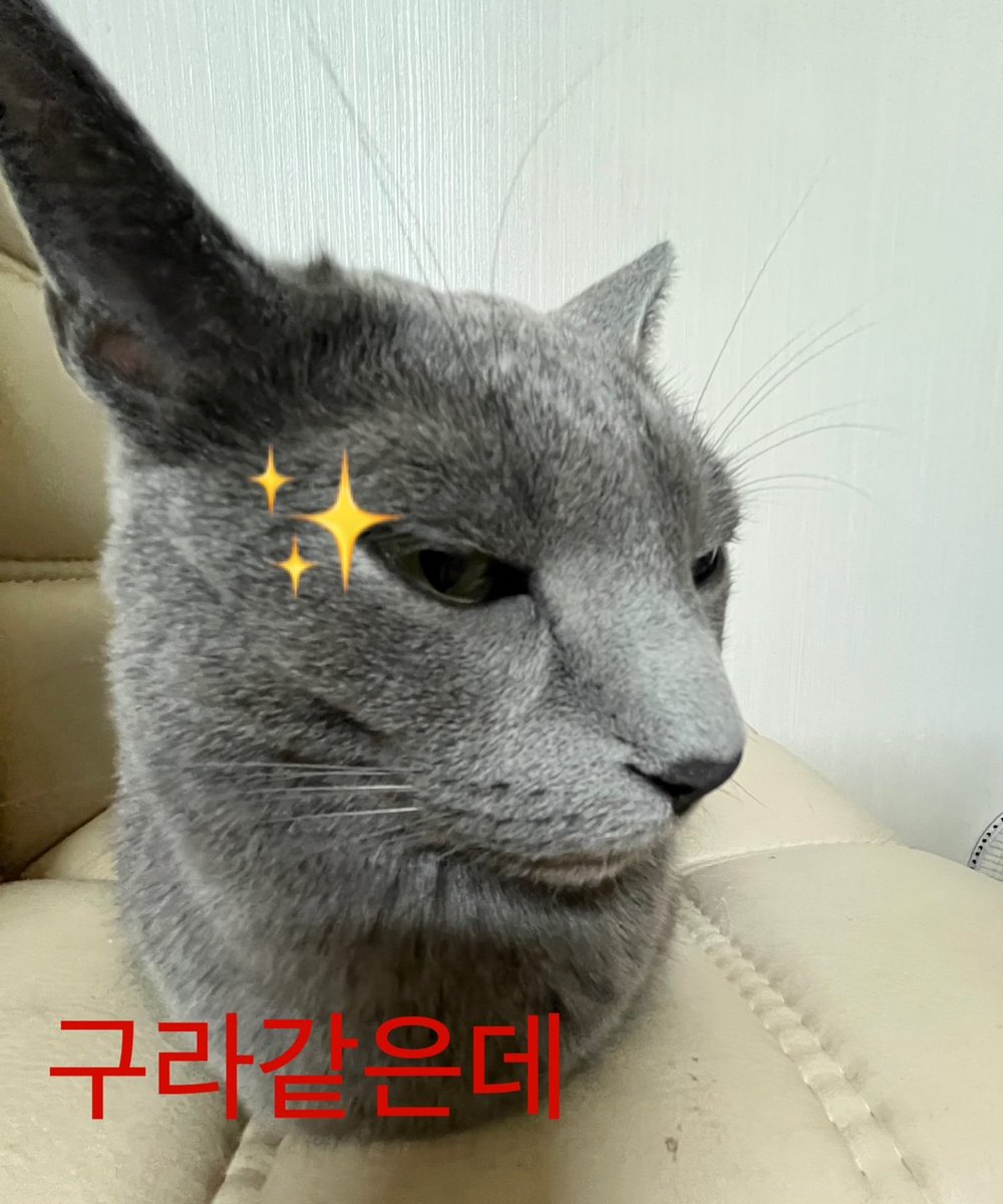 회색의 봉구🐾 (@bong_gu_0329) on Twitter photo 