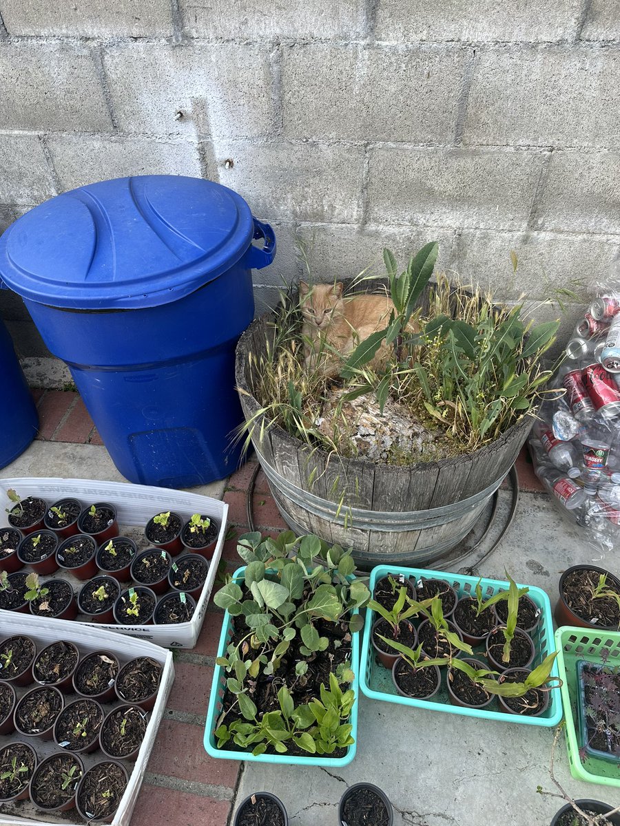 skeletonbrat's tweet photo. april honorable mentions 🌱 https://t.co/hBZb81huA3
