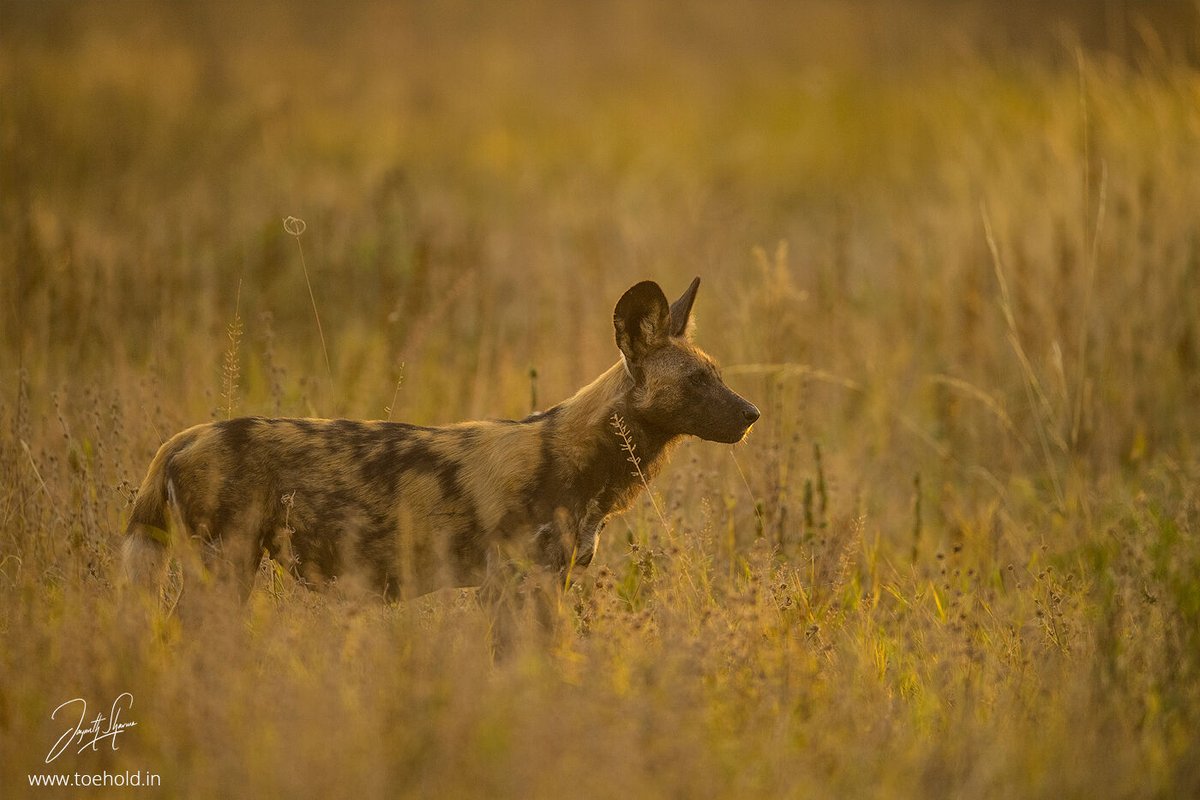 Jayanth_Sharma's tweet photo. Been a while I encountered #PaintedWolves in #Africa. This year won't be an exception. Looking forward to seeing them soon.

#ToeholdPhotoTravel #Botswana #Kenya https://t.co/gQSOneQVk7
