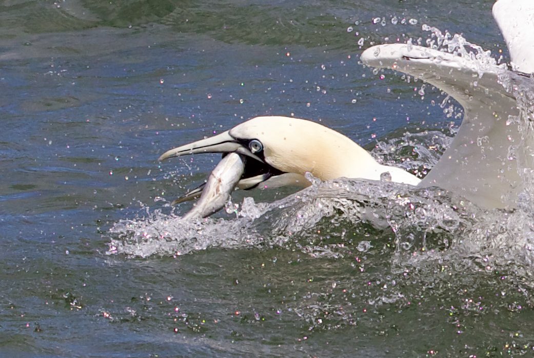 border70's tweet image. A trip to Bempton cliffs at the weekend.
