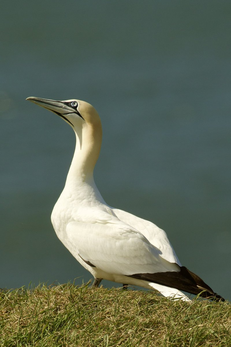 border70's tweet image. A trip to Bempton cliffs at the weekend.
