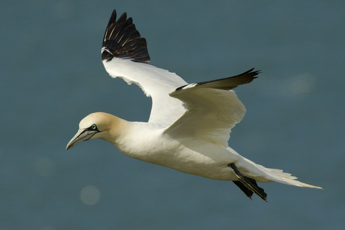 border70's tweet image. A trip to Bempton cliffs at the weekend.