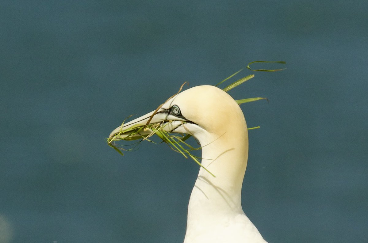 border70's tweet image. A trip to Bempton cliffs at the weekend.