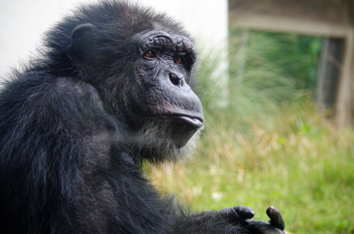 チンパンジーはチンパンジーらしく