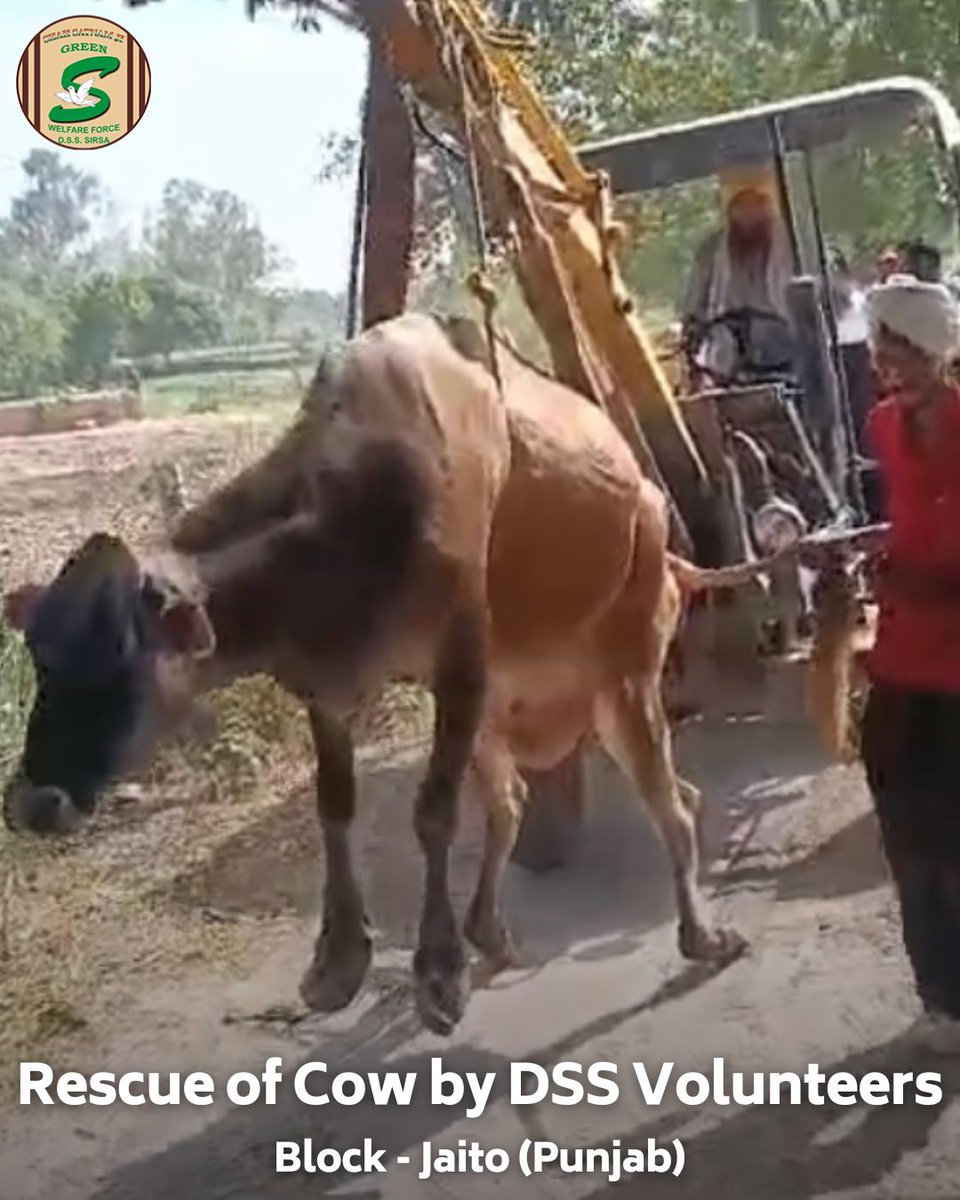 GreenSwelfares's tweet photo. In a heartwarming act, volunteers from Shah Satnam Ji Green ’S’ Welfare Force Wing in Jaito, Punjab, came to the aid of an injured cow. With compassion, they rescued the animal and provided it with necessary medical treatment. The act highlights the spirit of care and kindness promoted by Revered Saint Dr. @Gurmeetramrahim Singh Ji Insan. 
#RescueOperation #AnimalWelfare #DeraSachaSauda