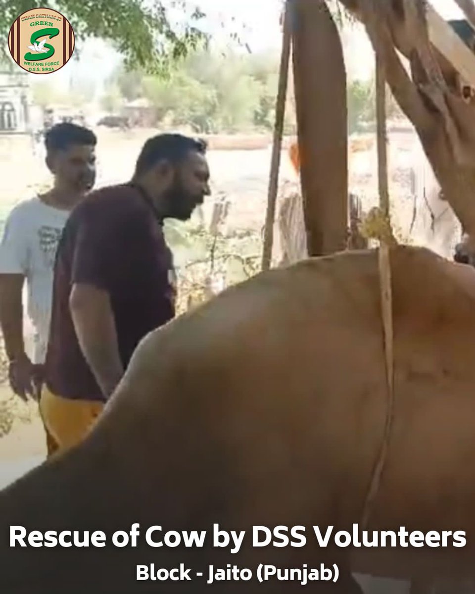 GreenSwelfares's tweet photo. In a heartwarming act, volunteers from Shah Satnam Ji Green ’S’ Welfare Force Wing in Jaito, Punjab, came to the aid of an injured cow. With compassion, they rescued the animal and provided it with necessary medical treatment. The act highlights the spirit of care and kindness promoted by Revered Saint Dr. @Gurmeetramrahim Singh Ji Insan. 
#RescueOperation #AnimalWelfare #DeraSachaSauda