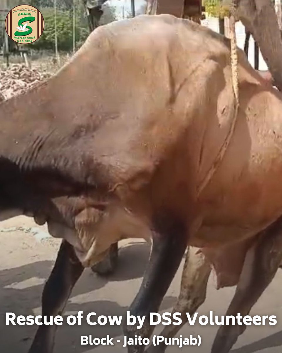 GreenSwelfares's tweet photo. In a heartwarming act, volunteers from Shah Satnam Ji Green ’S’ Welfare Force Wing in Jaito, Punjab, came to the aid of an injured cow. With compassion, they rescued the animal and provided it with necessary medical treatment. The act highlights the spirit of care and kindness promoted by Revered Saint Dr. @Gurmeetramrahim Singh Ji Insan. 
#RescueOperation #AnimalWelfare #DeraSachaSauda