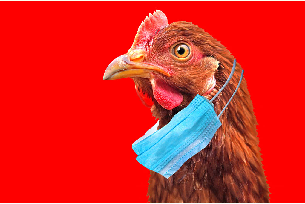 car16794's tweet photo. @AllBiteNoBark88 #Chook life 🐓🐔🐥🐤🐣 https://t.co/CusNZTCIXg