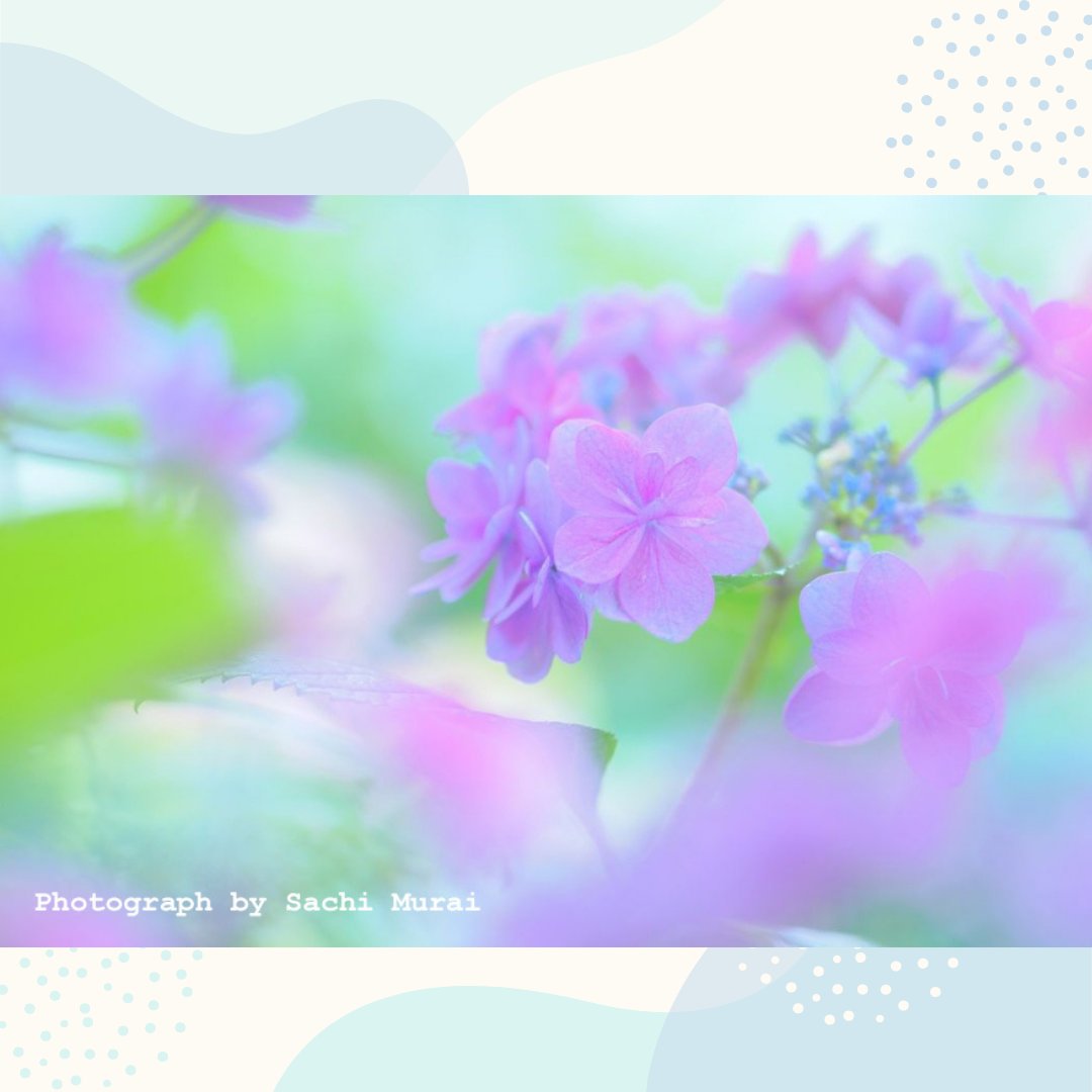 AlohaPhotoWorks's tweet photo. 6/15（土）に鎌倉紫陽花フォトツアーを開催します！
この時期ならではの紫陽花をふんわり可愛く撮影しませんか？撮影後は長谷にあるレイハナギャラリーさんで、撮影した写真の講評を行います。おいしいスコーンやコーヒーやお茶つきです！ @MuraiSachi 
参加者募集中です↓
https://t.co/81bRKmMfqf https://t.co/aQcuhFvnoL