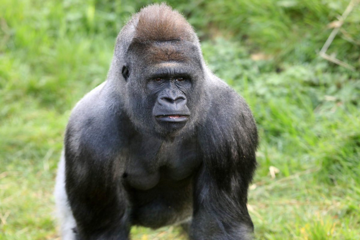 It's nearly Father’s Day! 💚

With Father’s ’s Day coming up on the 16th of June, make sure you plan a fun day with dad or a special loved one, at the zoo. 

Book your tickets to the zoo and dads can get free entry!

Plan your adventure today: bit.ly/3XjhBav