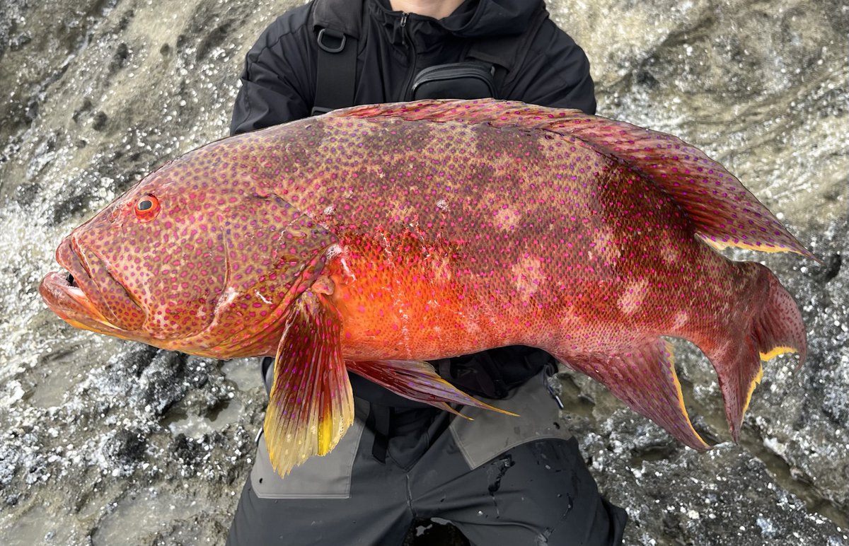 fred_fishing's tweet photo. 今年1発目の80モンスターw
ルアーひったくる桁違いの衝撃に病みつき。 https://t.co/sWmhkenEOf