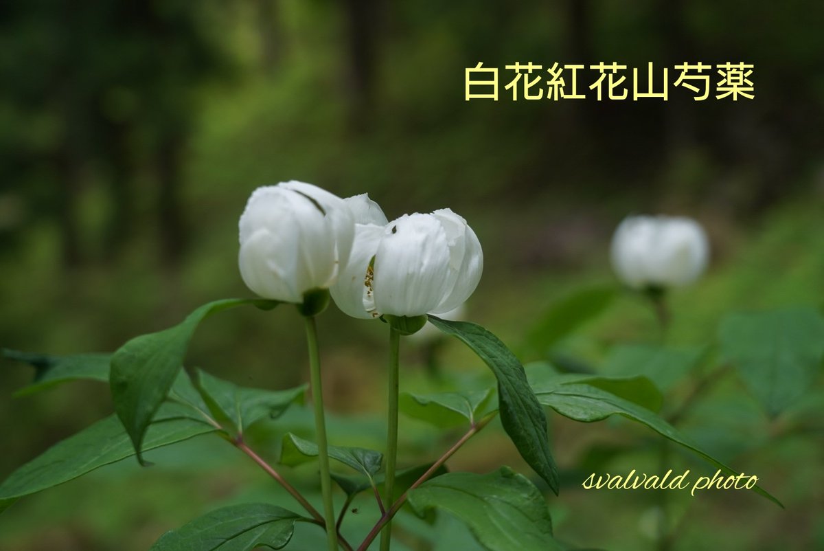 とってもとっても貴重なシロバナベニバナヤマシャクヤクが咲いていました。
とてもエレガントな姿に魅了されるばかりです。
#山野草 #summer