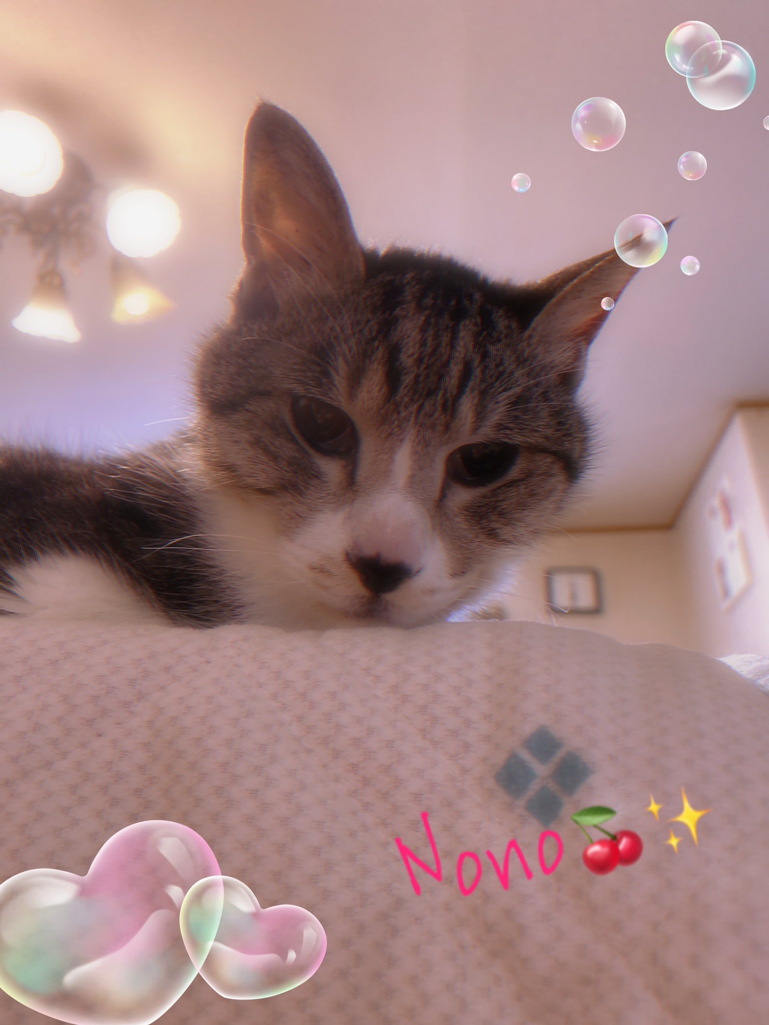 雨の日のねこ様♡ありがとうございます♡ kazu✨ on X: 