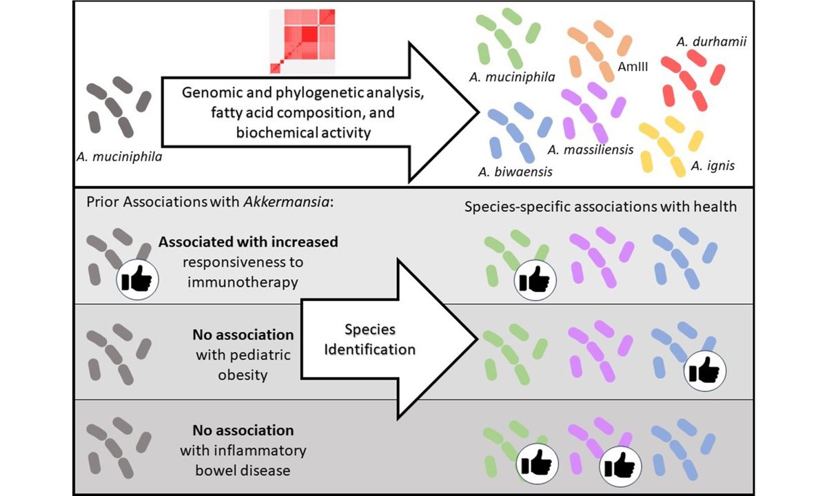 OUT NOW！
🔍 New research highlights the vital role of specific #Akkermansia species in human health! 🦠 Understanding their prevalence could revolutionize how we use #probiotics to tackle various diseases. 
👇View: oaepublish.com/articles/mrr.2…
🌟#phylogeny #IBD #obesity #microbiome