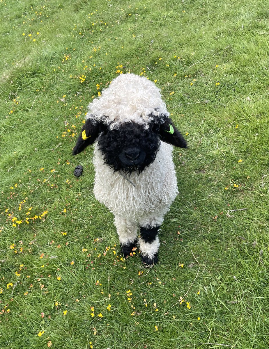 Humzumble's tweet image. New addition to the work family. Meet Larry the lamb. #valaisblacknosesheep
