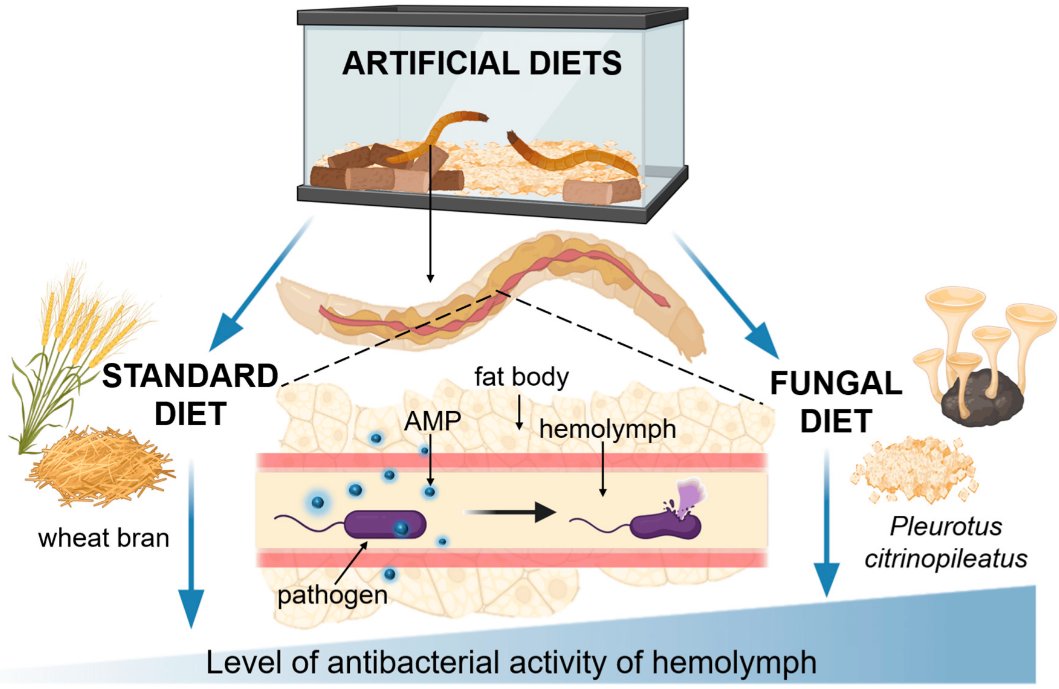 Insects_MDPI's tweet photo. Newly Woody Artificial Diet Reveals Antibacterial Activity of Hemolymph in Larvae of Zophobas atratus (Fabricius, 1775) (Coleoptera: Tenebrionidae)
#mdpiinsects #Coleoptera #insectrearing
https://t.co/q3PVOWFM1g https://t.co/xzNDdMtApC
