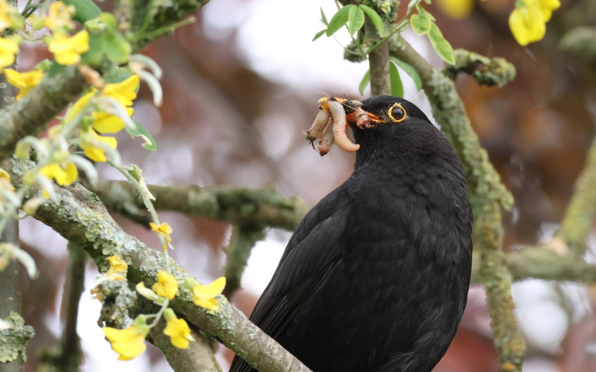 Lill Dunne (@lill_dunne) on Twitter photo Mr Blackbird is busy feeding his two fledglings in our garden. <a href="/BiodCon_ie/">Ireland's National Biodiversity Conference</a> <a href="/BirdWatchIE/">BirdWatch Ireland</a> <a href="/Irishwildlife/">Irish Wildlife Trust</a> <a href="/nore_vision/">Nore Vision (Nore River Catchment Trust)</a> <a href="/MiseAnja/">Anja Murray</a> <a href="/kilkennyweather/">Kilkenny Weather</a> Mr Blackbird is busy feeding his two fledglings in our garden. <a href="/BiodCon_ie/">Ireland's National Biodiversity Conference</a> <a href="/BirdWatchIE/">BirdWatch Ireland</a> <a href="/Irishwildlife/">Irish Wildlife Trust</a> <a href="/nore_vision/">Nore Vision (Nore River Catchment Trust)</a> <a href="/MiseAnja/">Anja Murray</a> <a href="/kilkennyweather/">Kilkenny Weather</a>