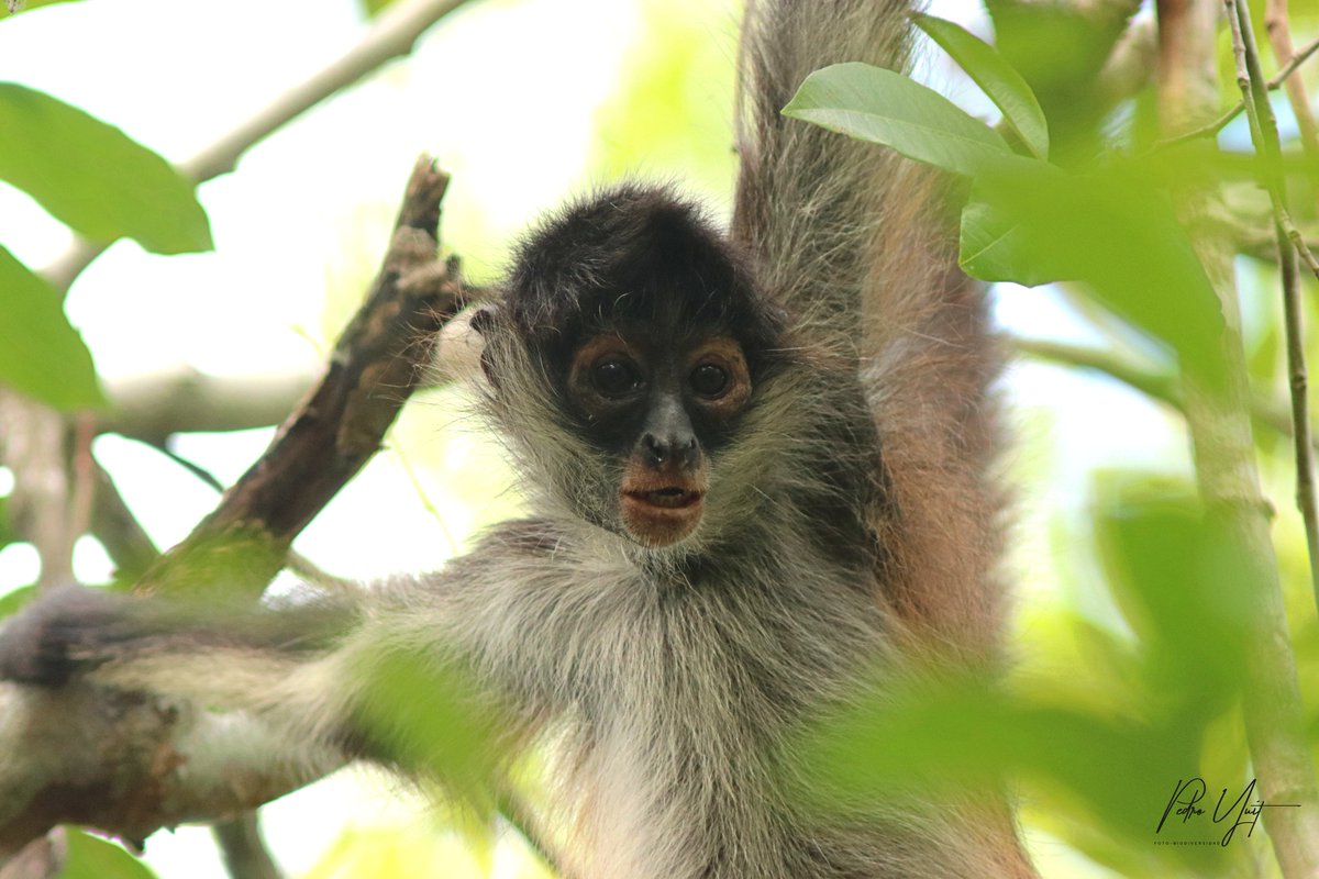 Comparative Minds Research Group tweet media