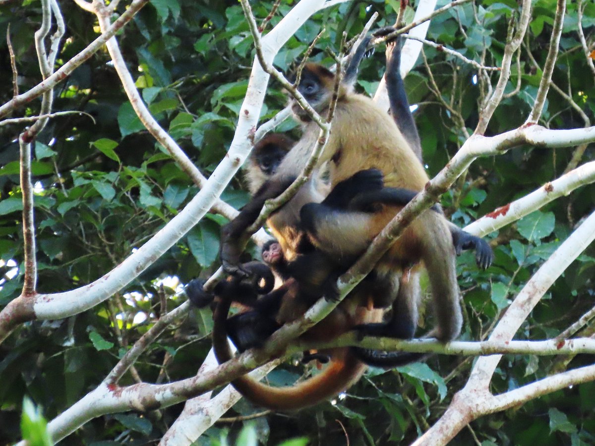 Comparative Minds Research Group tweet media