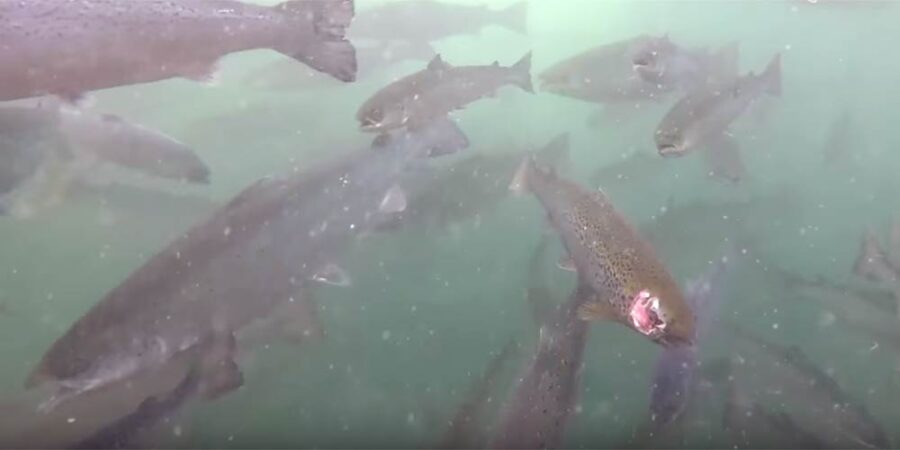 Ailsa McLellan tweet media