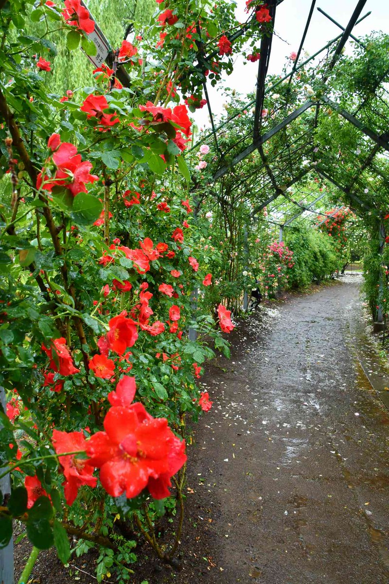 no0point's tweet photo. バラの小径🌹平成の森公園🌹埼玉県川島町

※５月中旬撮影   

#バラ園 #薔薇 #バラ #花 #flower #風景写真 #空 #キリトリセカイ #Photography #ファインダー越しの私の世界 #写真の奏でる私の世界 #写真好きな人と繋がりたい #TLを花でいっぱいにしよう https://t.co/COaT8E958l