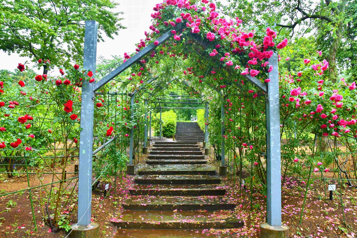 no0point's tweet photo. バラの小径🌹平成の森公園🌹埼玉県川島町

※５月中旬撮影   

#バラ園 #薔薇 #バラ #花 #flower #風景写真 #空 #キリトリセカイ #Photography #ファインダー越しの私の世界 #写真の奏でる私の世界 #写真好きな人と繋がりたい #TLを花でいっぱいにしよう https://t.co/COaT8E958l