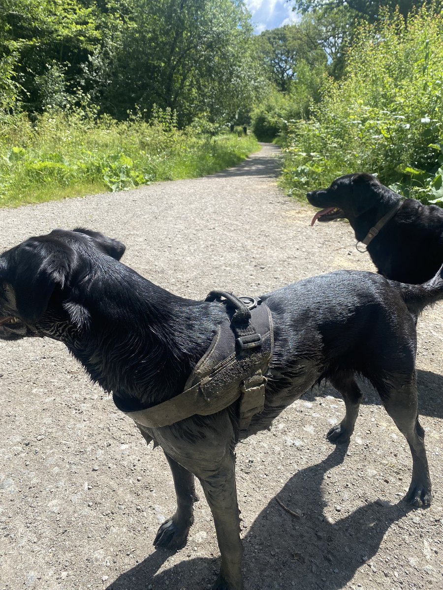 🐾 Schnorks 🐾 tweet media