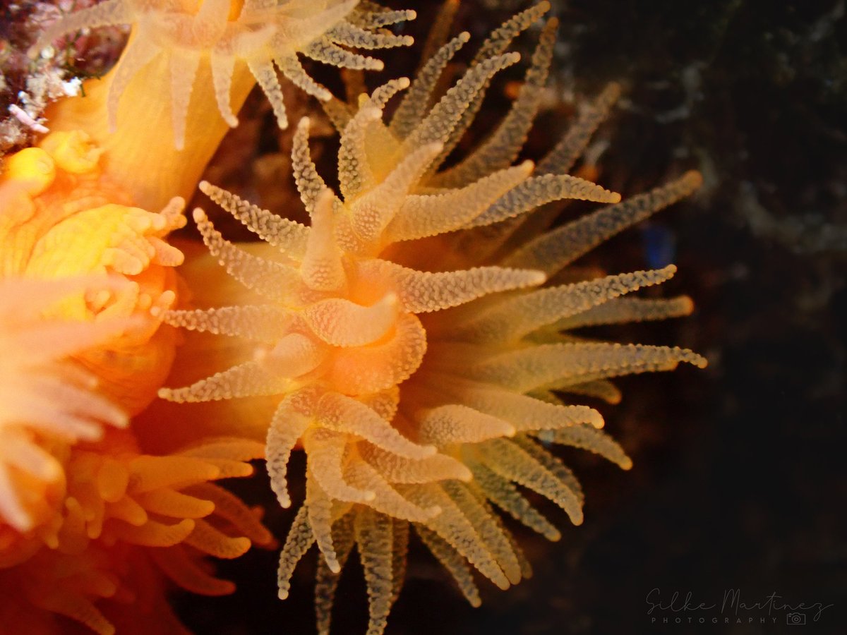 Dejo por aquí una fotografía macro del coral naranja del Mediterráneo (Astroides calycularis) 🪸🧡
#underwater #photography #dive