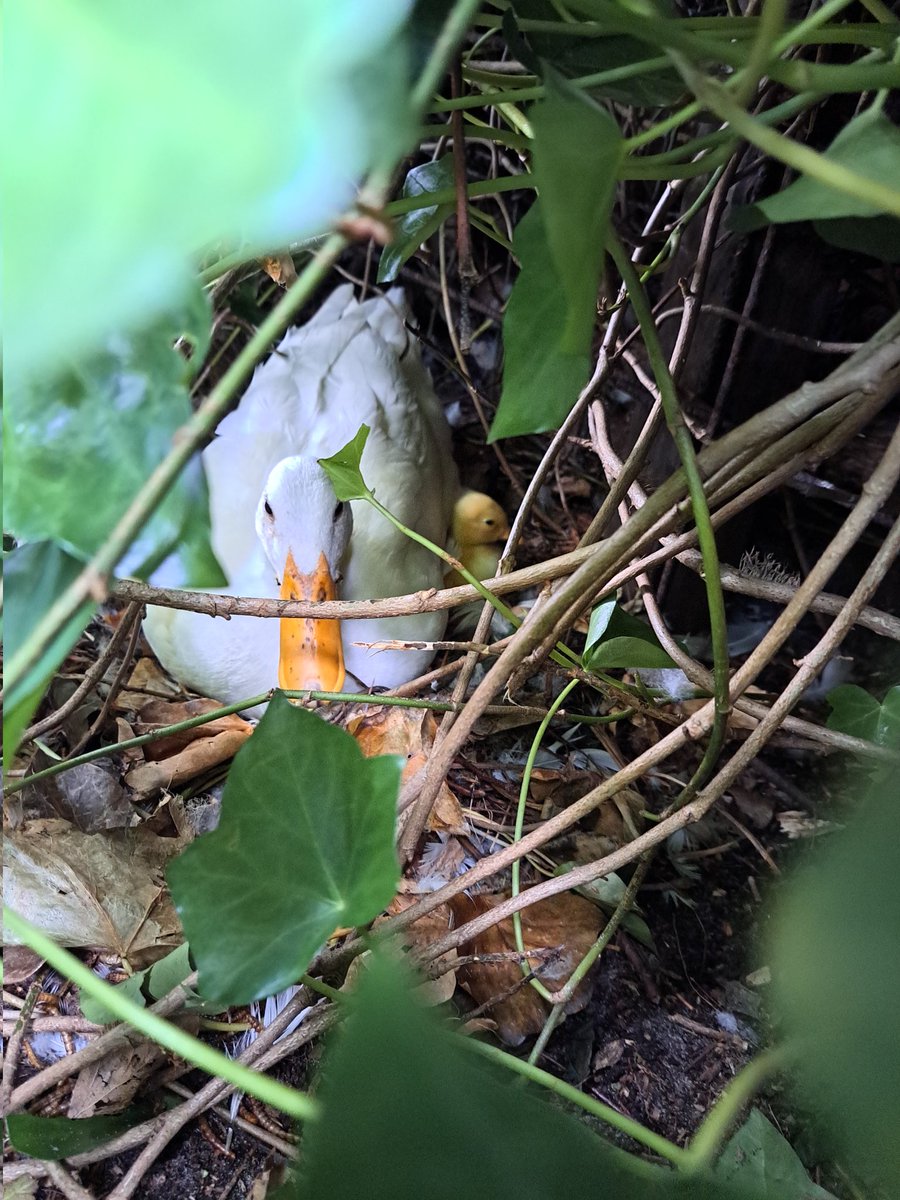 marjanna v.d. meulen tweet media