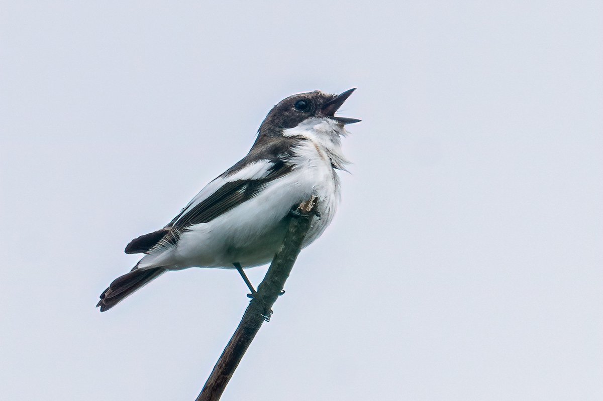 A Pied Flycatcher in Ayrshire, what's the world coming to ?
#Birds #birdwatching #birdphotography