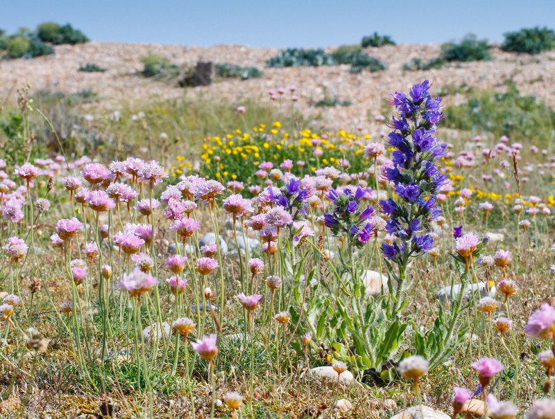 What's so special about a shingle beach? In the spring months, these stretches of #beach come to life with plants punching their way through the shingle and showing us just how special the #habitat of vegetated shingle can be. Read more here: 
sussexwildlifetrust.org.uk/news/living-on…
#southcoast
