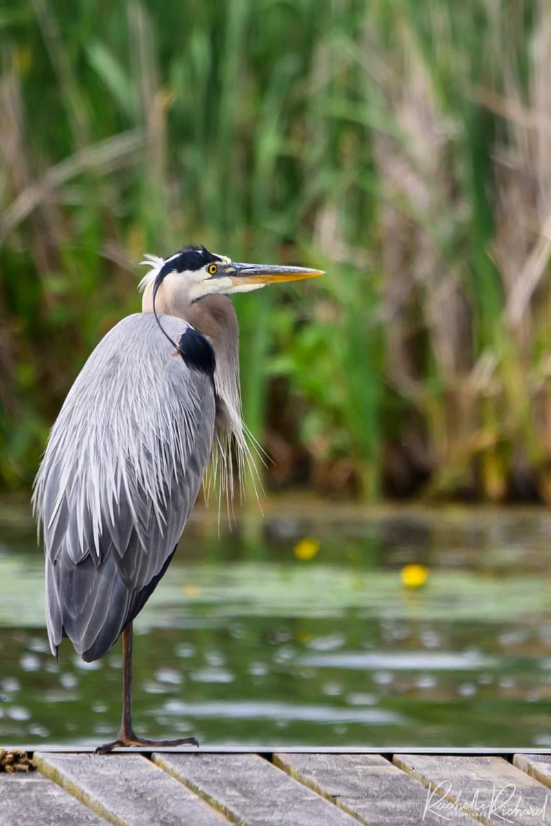 kawarthaNOW's tweet photo. Good Tuesday morning our #kawarthapeeps from Rachelle Richard Photography @mackrach at View Lake with Sid, her local blue heron. Follow the photographer on Instagram at https://t.co/7HUkbl5AMN
#greatblueheron #viewlake #lakescugog #kawarthalakes #kawarthalakesontario https://t.co/ru7UO42xEx