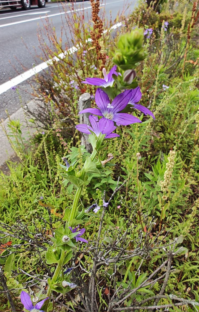 mocha708's tweet photo. ちょうど今の季節、キキョウソウが道端や野原に咲いています🪻ヒナキキョウソウもかわいいので是非探してみてください。 https://t.co/H4evKvGahX