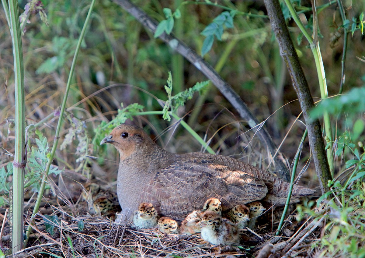 Gameandwildlife's tweet photo. “There's an old countryman saying that the grey partridge is a sign of the health of the countryside. If we have them around all is well. If we lose them, we do so at our peril. And I think that saying is still very true today."  - Edward, Duke of Norfolk

To turn around the fortune of the grey partridge, we need your help. Help us advise farmers on how to boost grey partridge populations. 

https://t.co/heuedTshfn