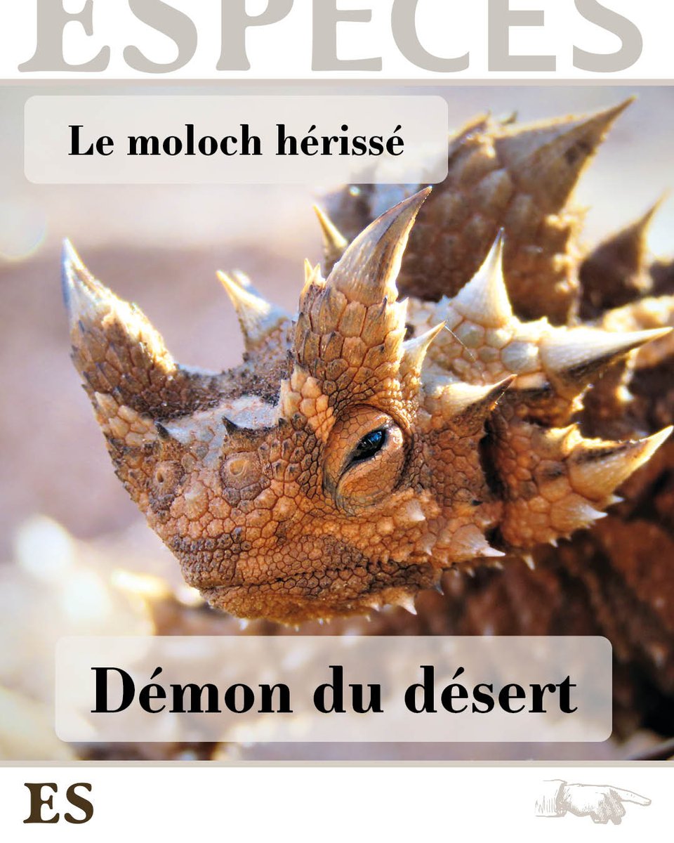 Especes_revue's tweet photo. Dans les déserts de sables de l’Australie vit un étrange petit lézard tout bardé d’épines, véritable forteresse sur patte. https://t.co/8hjvYDxwTD