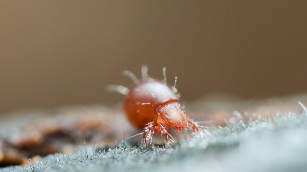 LOEWE Centre Translational Biodiversity Genomics (@loewe_tbg) on Twitter photo Soil invertebrates such as #springtails and #oribatid #mites may be able to decompose dead plant material.🍃 🍂
Researchers from <a href="/LOEWE_TBG/">LOEWE Centre Translational Biodiversity Genomics</a>, <a href="/Senckenberg/">SENCKENBERG</a>, <a href="/goetheuni/">Goethe-Universität</a> identified cellulase #genes in some invertebrates that help the digestion of cellulose.
👉sgn.one/k6m Soil invertebrates such as #springtails and #oribatid #mites may be able to decompose dead plant material.🍃 🍂
Researchers from <a href="/LOEWE_TBG/">LOEWE Centre Translational Biodiversity Genomics</a>, <a href="/Senckenberg/">SENCKENBERG</a>, <a href="/goetheuni/">Goethe-Universität</a> identified cellulase #genes in some invertebrates that help the digestion of cellulose.
👉sgn.one/k6m