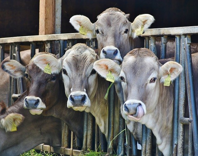 WorldlyHQ's tweet photo. If you are interested in modern cattle farming, like and repost. https://t.co/edq5l8yClw