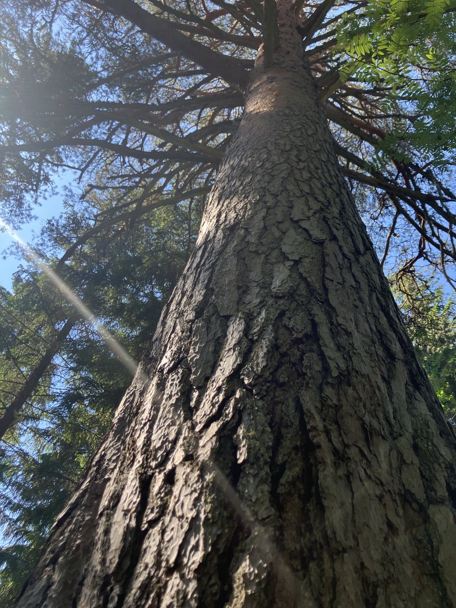 VilleMHakkinen's tweet photo. Samalla kiinteistöllä erikokoisia puita. Metsänomistaminen on uudistamista, kasvattamista, säästämistä, suojelua. https://t.co/npyAzDsGsK