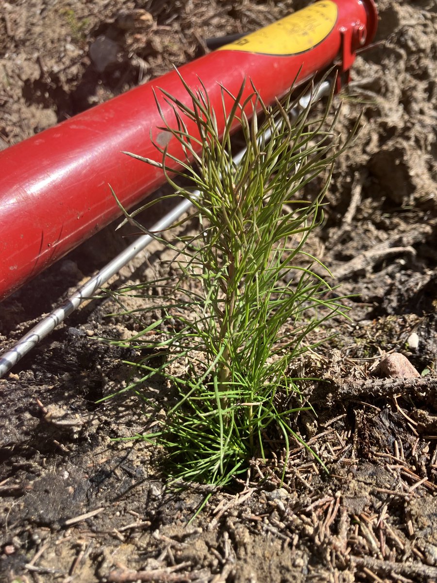 VilleMHakkinen's tweet photo. Samalla kiinteistöllä erikokoisia puita. Metsänomistaminen on uudistamista, kasvattamista, säästämistä, suojelua. https://t.co/npyAzDsGsK