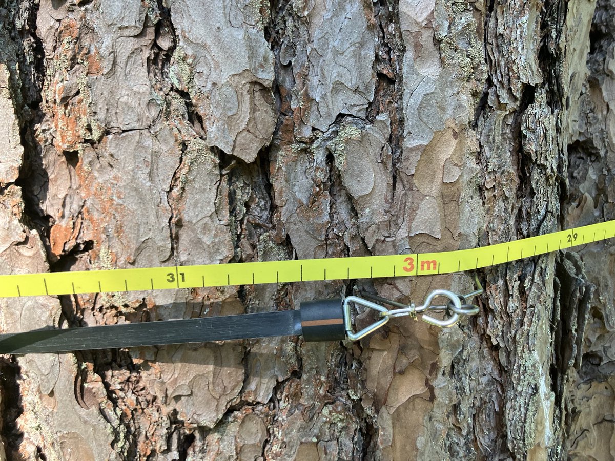 VilleMHakkinen's tweet photo. Samalla kiinteistöllä erikokoisia puita. Metsänomistaminen on uudistamista, kasvattamista, säästämistä, suojelua. https://t.co/npyAzDsGsK