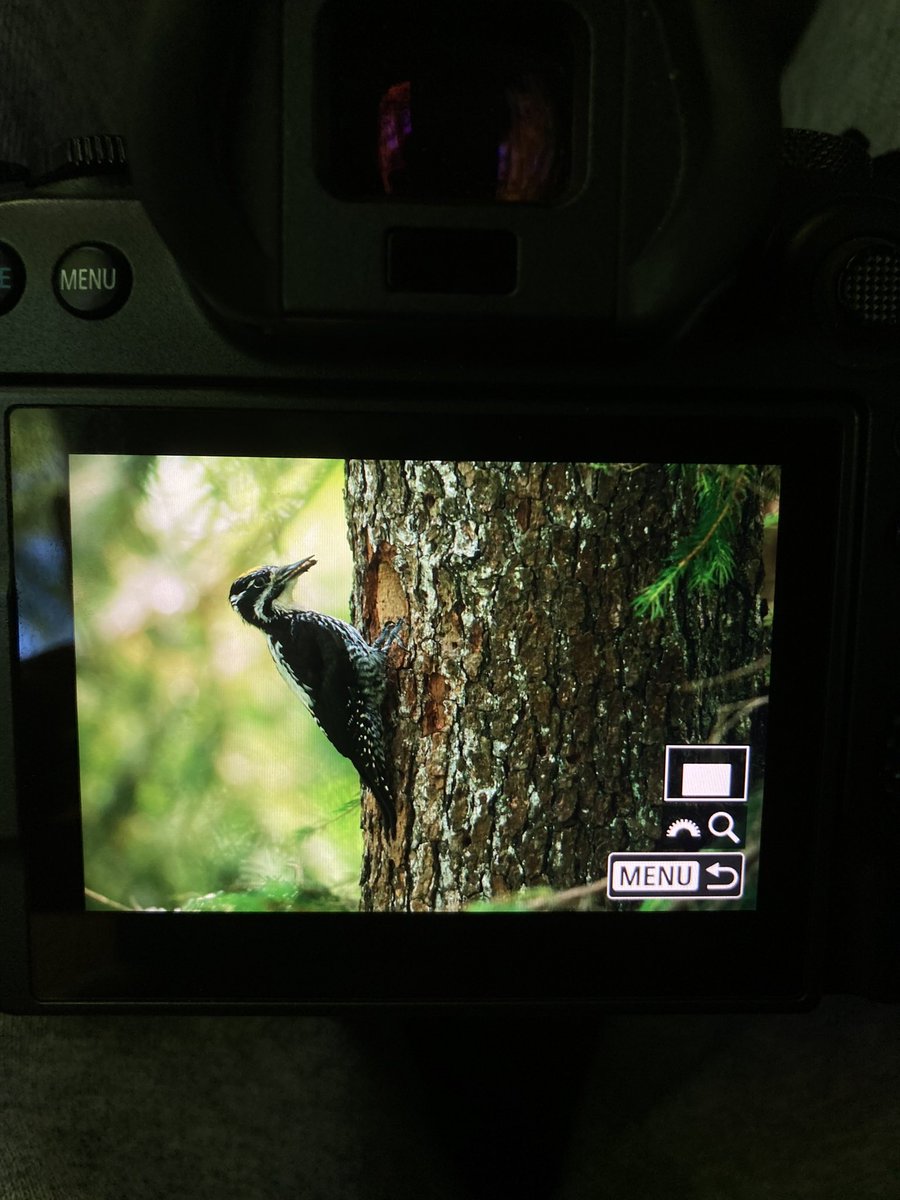 Male Three-toed woodpecker at nest hole- over the moon! Taken on tour with <a href="/ConnorCoombes2/">Connor Coombes</a> @BindingMatt <a href="/apermainphoto/">Alex Permain</a> <a href="/wildlifeguidePL/">Oliwier Myka</a>