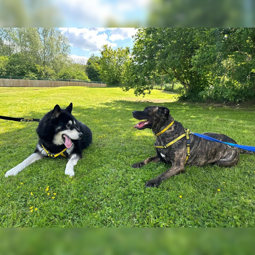 DT_Newbury's tweet photo. Double #TongueOutTuesday from best bubs Buddy and Ebony 💕

#MalamuteXHusky #CaneCorsoX #Friendship #ResuceDogs #Rehoming https://t.co/xoSq9ieLEn