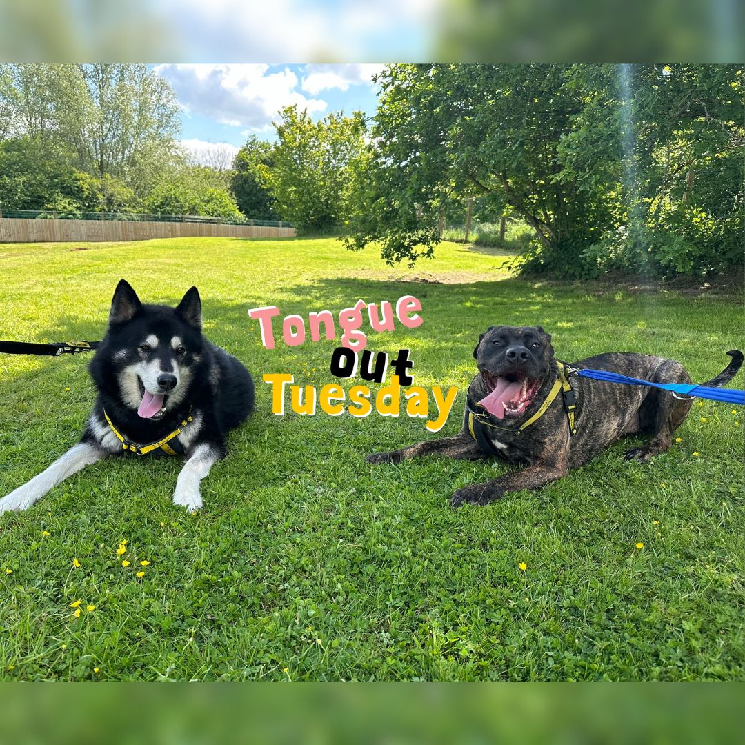 DT_Newbury's tweet photo. Double #TongueOutTuesday from best bubs Buddy and Ebony 💕

#MalamuteXHusky #CaneCorsoX #Friendship #ResuceDogs #Rehoming https://t.co/xoSq9ieLEn