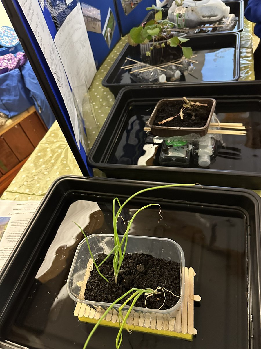 DrJoScience's tweet image. To designing floating garden to solve a real life flooding problem in Bangladesh @PracticalAction @PA_Schools #GSSfS2024 
(I spy @Letsdosci @EdadventuresM #MarvellousMarthy)