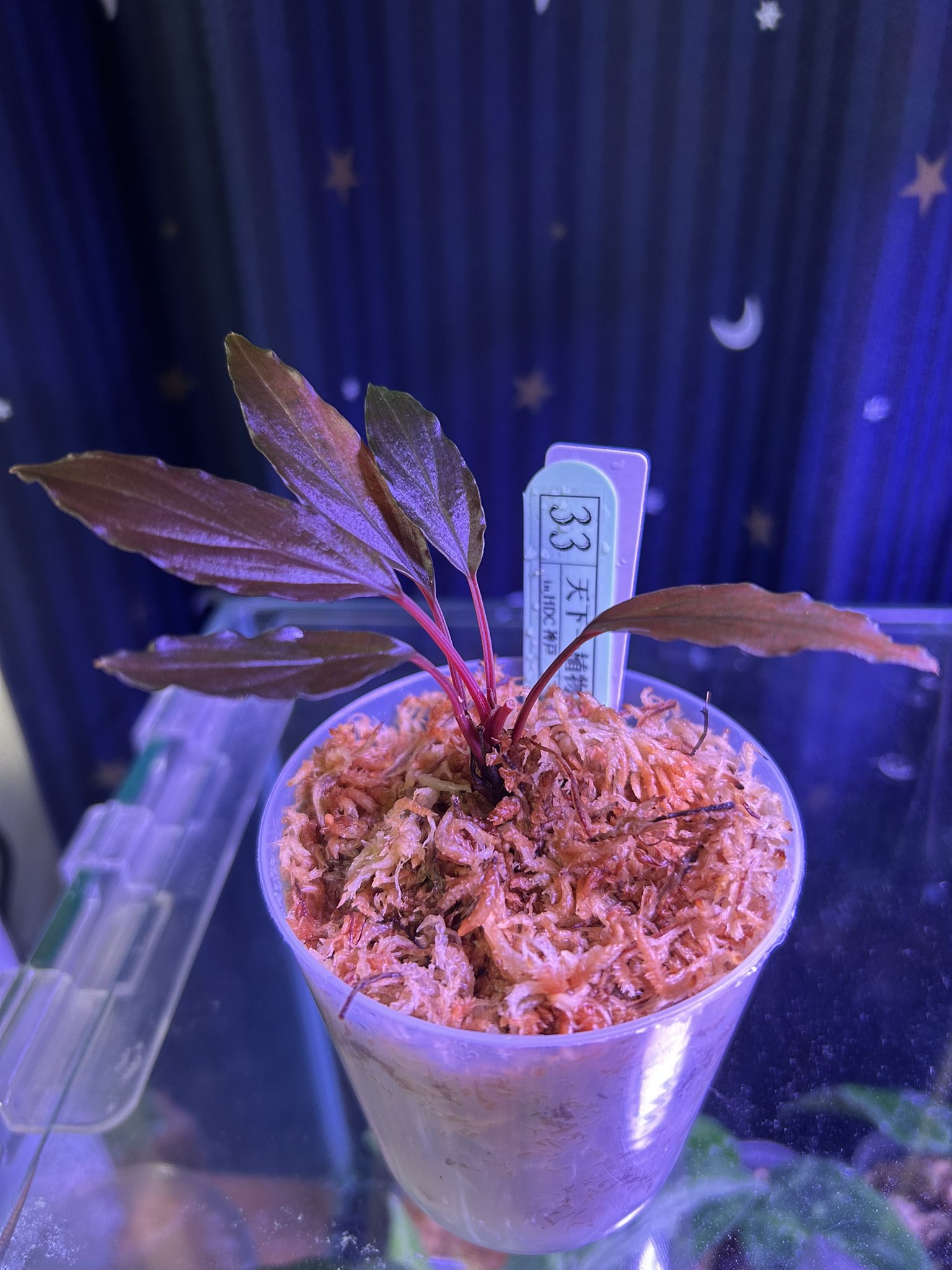 Homalomena sp. \"赤備\" PP-240505-9 ホマロメナ ろっぷ on X: 